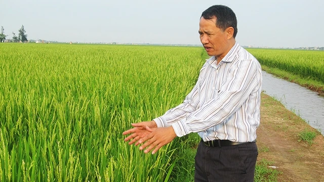 Ông Đoàn Văn Sáu, Giám đốc Công ty Cường Tân (Trực Ninh, Nam Định) bên cánh đồng lúa giống sản xuất theo phương thức tích tụ ruộng đất, liên kết giữa nông dân và doanh nghiệp.