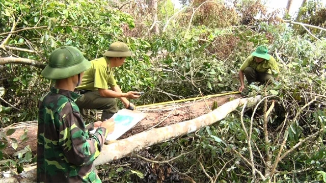 Lực lượng kiểm lâm Khu bảo tồn thiên nhiên Nam Nung tiến hành thống kê số lượng cây bị thiệt hại.