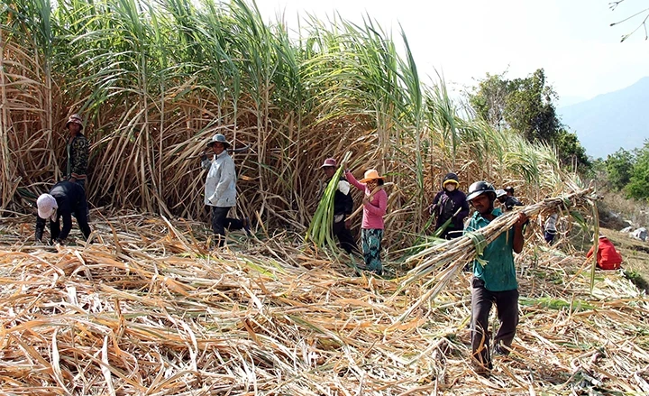 Nhiều hộ đồng bào dân tộc thiểu số ở xã Phước Thành, huyện Bác Ái (Ninh Thuận) nhờ trồng mía có thu nhập mỗi năm hàng trăm triệu đồng.
