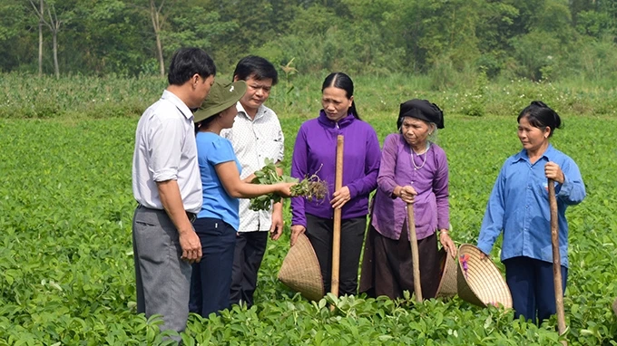 Cán bộ khuyến nông hướng dẫn kỹ thuật chăm sóc lạc cho người dân tại xã Phúc Sơn, huyện Chiêm Hóa (Tuyên Quang).