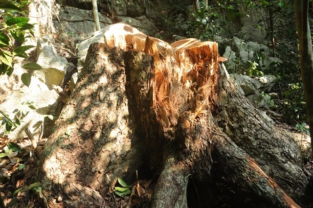 Cây gỗ nghiến có đường kính gần 1m ở vùng lõi Vườn quốc gia Ba Bể vừa bị đốn hạ. 