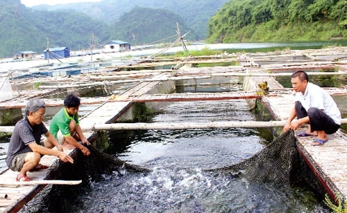 Hợp tác xã nông, lâm nghiệp xã Thống Nhất (TP Hòa Bình) phát triển nghề nuôi cá lồng trên vùng hồ Hòa Bình, tạo việc làm và thu nhập ổn định cho nhiều xã viên. Ảnh: ÐÌNH THẮNG