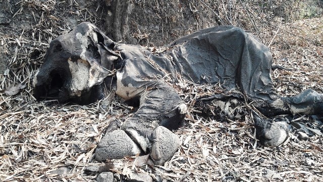 Hiện trường nơi voi rừng khoảng 40 tuổi chết tại Đác Nông.