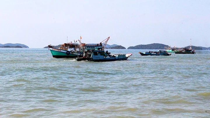 Các tàu cào nghêu, lụa trên vùng biển Kiên Lương (Kiên Giang).