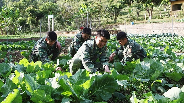 Các chiến sĩ Đồn Biên phòng Nậm Lạnh chăm sóc vườn rau của đơn vị.