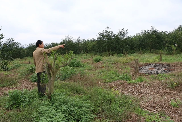 Những vườn cam bị phá bỏ vì bị bệnh tại xã Minh Hợp, huyện Quỳ Hợp.