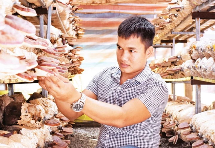 Công dân trẻ tiêu biểu Bùi Minh Thắng (huyện Củ Chi) với mô hình trồng nấm kết hợp với nuôi cấp phôi nấm, cung cấp số lượng lớn cho thị trường. Ảnh: DŨNG NGUYÊN