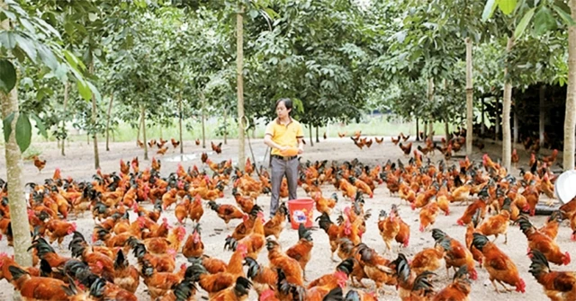 Một cơ sở nuôi gà thả tự nhiên trên vùng đất gò đồi rộng, có bóng mát ở huyện Ba Vì.