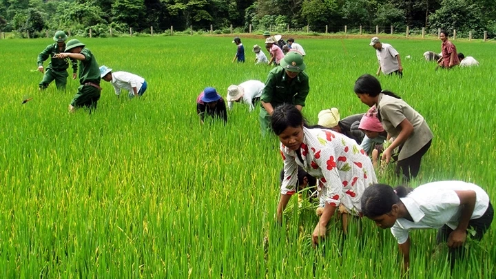 Bộ đội Biên phòng và người dân bản Ka Ai, xã Dân Hóa (huyện Minh Hóa, Quảng Bình) chăm sóc lúa.