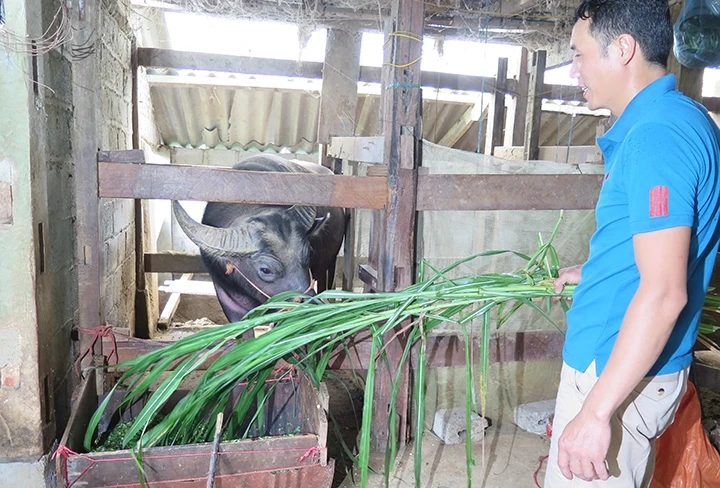 Anh Phan Văn Hiền chăm sóc trâu nuôi của gia đình.