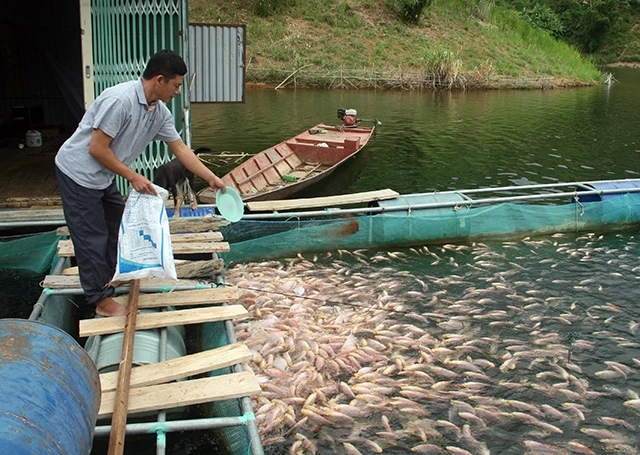Người dân tái định cư huyện Quỳnh Nhai (Sơn La) nuôi cá diêu hồng trên hồ thủy điện Sông Ðà.