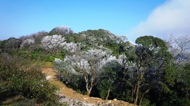Vẻ đẹp của Vườn quốc gia Phia Oắc - Phia Đén (Nguyên Bình, Cao Bằng) khi có băng giá.