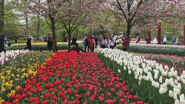 Khám phá xứ sở hoa tulip