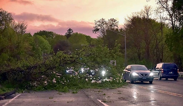 Cây đổ do bão ở hạt Danbury, bang Connecticut , Mỹ.