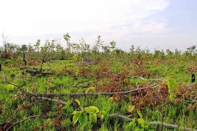 Rừng tự nhiên tại Tiểu khu 238, xã Ea Bung, huyện Ea Súp bị phá trắng với diện tích lớn.