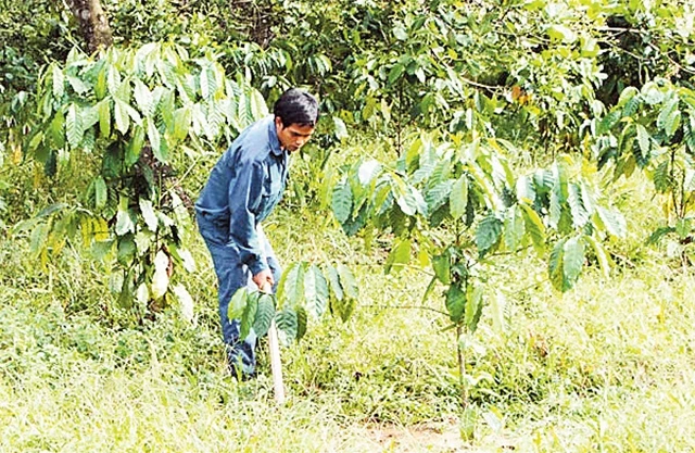 Một vườn cà-phê trồng xen cây điều ở huyện Ðạ Huoai (Lâm Ðồng). Ảnh: Hữu Sang