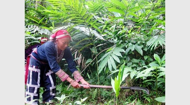 Đồng bào dân tộc Dao ở Lào Cai trồng cây sa nhân tím, đem lại thu nhập cao, ổn định.