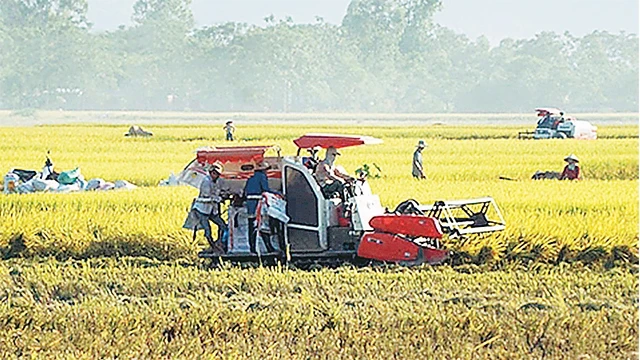 Thu hoạch lúa bằng máy gặt liên hợp tại xã Mỹ Thành, huyện Mỹ Ðức.