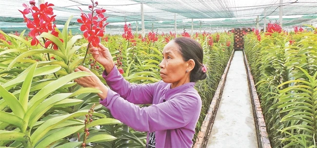 Gia đình bà Lê Thị Đẹp (xã Tân Thông Hội, huyện Củ Chi) thoát nghèo nhờ trồng lan trên đất của gia đình.