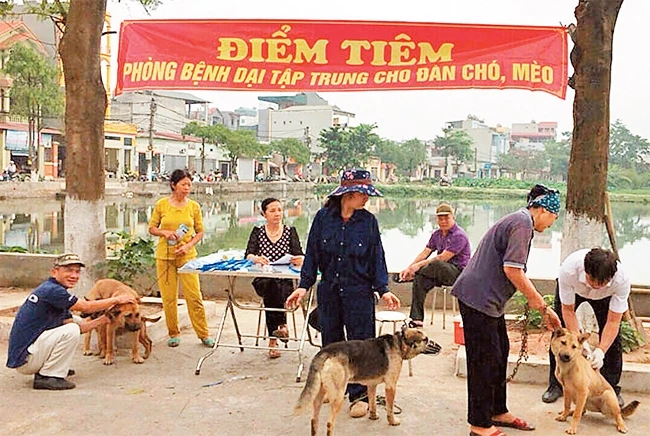 Trạm thú y huyện Thanh Trì tiêm phòng bệnh dại cho đàn chó, mèo trên địa bàn. Ảnh: NGỌC SƠN