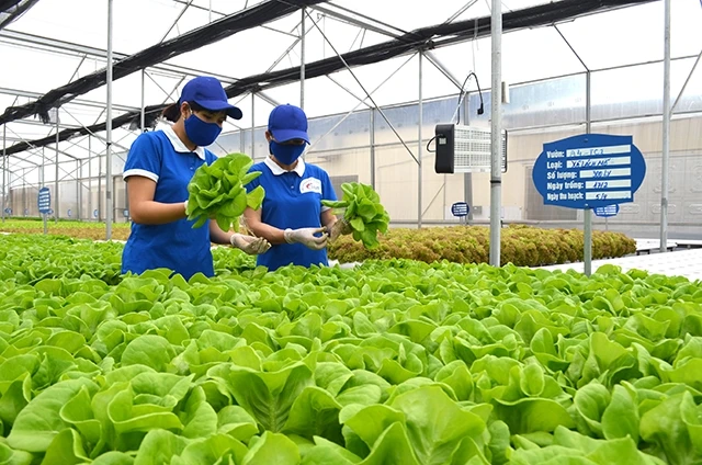 Mô hình trồng rau thủy canh của Công ty CP đầu tư, xây dựng và thương mại 188 thị xã Đông Triều (Quảng Ninh).