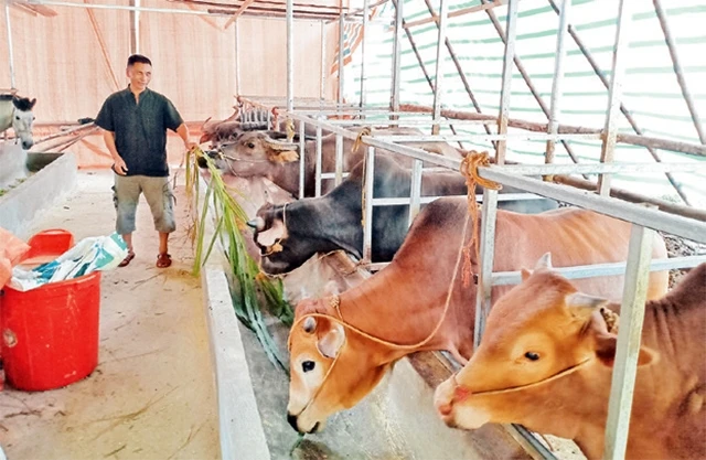 Mô hình chăn nuôi trâu, bò cho thu nhập cao của một hộ dân ở thôn Nà Coóc, xã Bộc Bố, huyện Pác Nặm (Bắc Cạn).