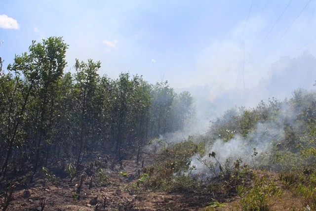 Cháy rừng keo bốn năm tuổi ở khu vực đập Xó (Quỳnh Mỹ).