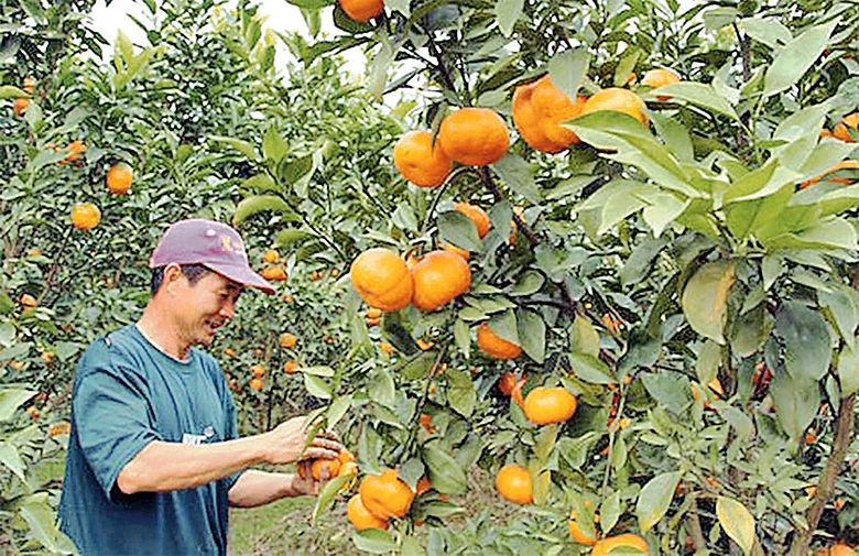 Sản phẩm cam đường của xã Kim An, huyện Thanh Oai được một số chuỗi cửa hàng kinh doanh nông sản sạch và siêu thị ký hợp đồng tiêu thụ sản phẩm. Ảnh: THÁI HIỀN