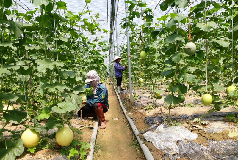 Nông dân Quang Kim thu hoạch dưa trồng trong nhà lưới, áp dụng tiêu chuẩn VietGap. 