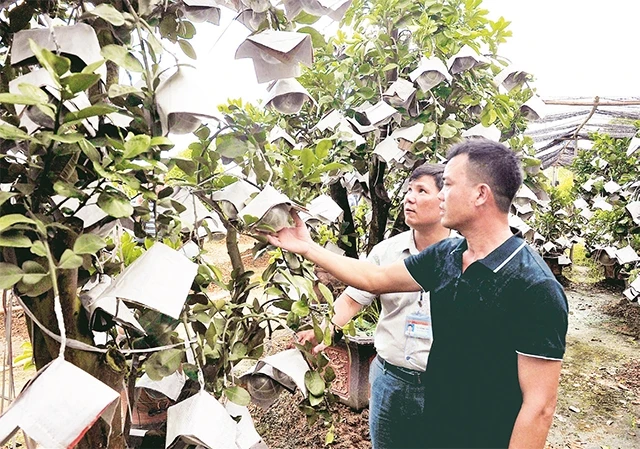 Mô hình trồng bưởi ghép trên cây cảnh mang lại thu nhập cao cho người dân xã Kim Hoa, huyện Mê Linh. Ảnh: Ðăng Anh