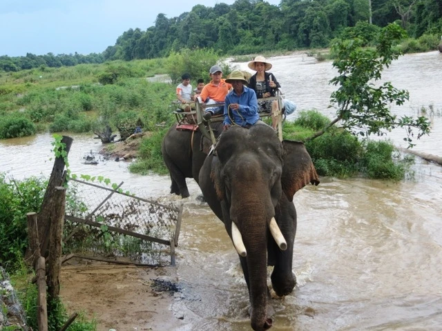 Hiện nay, mô hình du lịch cưỡi voi đang phổ biến ở Đác Lắc. 