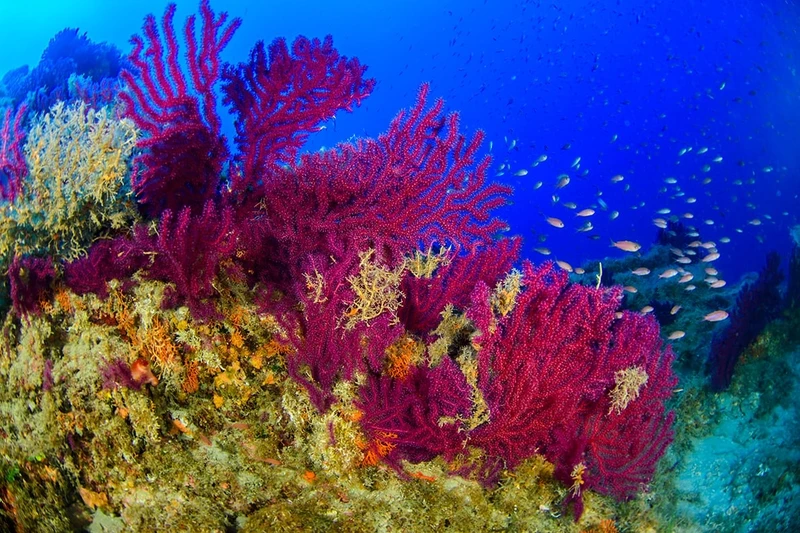 Rừng san hô quanh núi lửa ngầm dưới biển Sicily