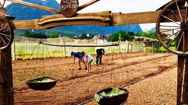 Khách du lịch nước ngoài trải nghiệm cách trồng rau tại một farmstay ở xã Cự Nẫm, huyện Bố Trạch (Quảng Bình).