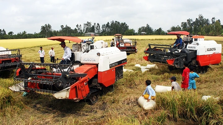 Doanh nghiệp liên kết với nông dân là mắt xích quan trọng để hình thành thương hiệu gạo Việt.