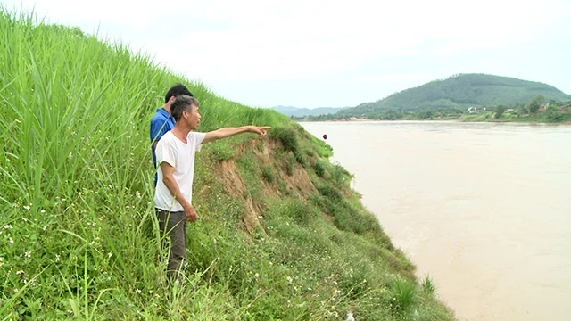 Tình trạng sạt lở đã tới sát chân đê thôn Xạ Hương, xã Đông Thọ, huyện Sơn Dương.