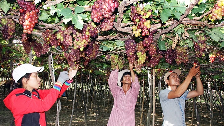 Mô hình trồng nho theo quy trình VietGAP cho thu nhập cao tại xã Phước Hậu, huyện Ninh Phước (Ninh Thuận). Ảnh: NGUYỄN TRUNG