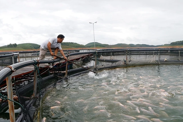 Nuôi cá lồng trên hồ Thác Bà, huyện Yên Bình (Yên Bái).