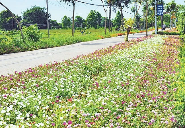 Hoa được trồng ven các con đường ở huyện Phú Xuyên. Ảnh: VIỆT HÙNG