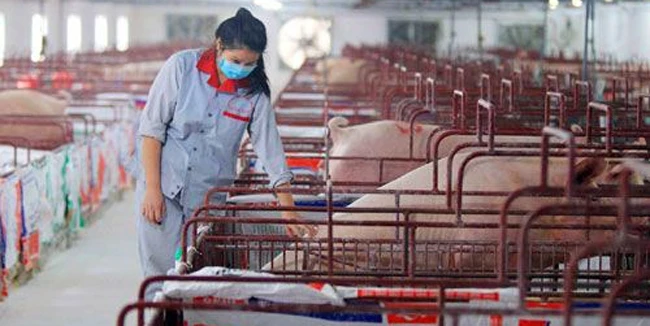 Chăm sóc đàn lợn tại Hợp tác xã Chăn nuôi dịch vụ tổng hợp Hòa Mỹ (huyện Ứng Hòa, Hà Nội). Ảnh: ANH NHẬT