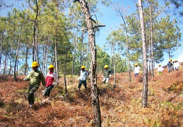 Tuần tra, bảo vệ rừng tại Lâm Đồng.