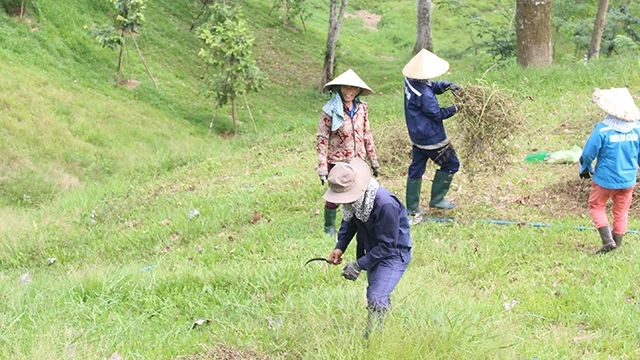 Một nhóm nhân công đang dọn cỏ hoang bên sườn núi Thiên Bút.