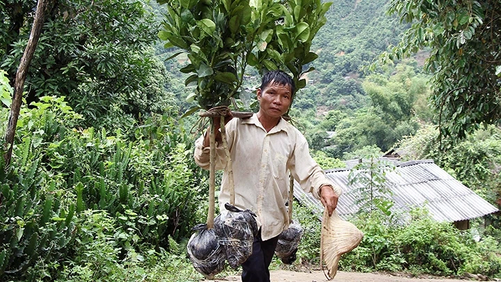 Người dân xã Nặm Păm, huyện Mường La (Sơn La) gánh cây bưởi da xanh lên trồng trên nương. Ảnh: NGUYỄN CƯỜNG (TTXVN)