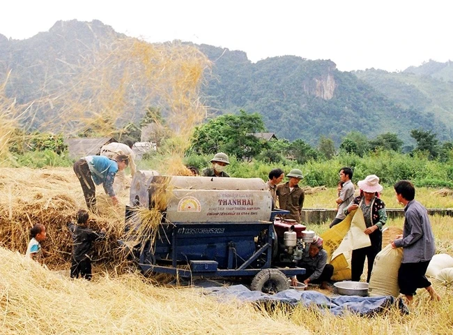 Người dân thu hoạch lúa ở xã Pú Nhung.