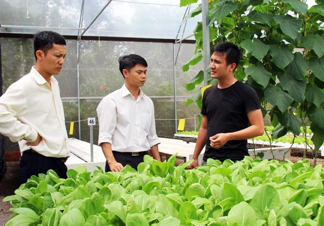 Mô hình trồng rau thủy canh của anh Tống Văn Tài ở tỉnh Đồng Nai.