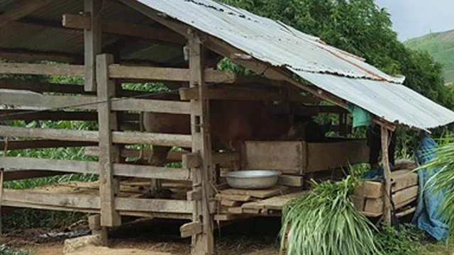 Nhiều gia đình ở xã Cư Pui, huyện Krông Bông đã làm chuồng trại nuôi nhốt bò đề phòng kẻ gian.