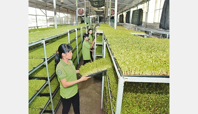 Sản xuất rau mầm theo tiêu chuẩn VietGAP tại trang trại rau an toàn HB, xã Xuân Thới Sơn, huyện Hóc Môn (TP Hồ Chí Minh). Ảnh: ANH SƠN
