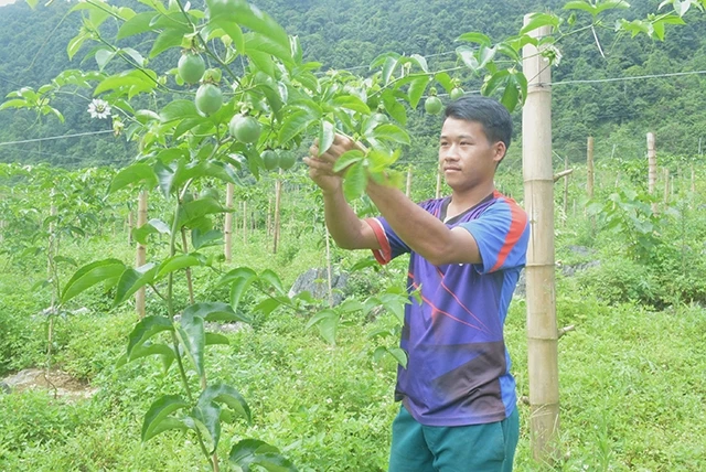 Anh Lý Văn Của, ở xóm Lũng Luông, xã Quang Vinh, huyện Trà Lĩnh chăm sóc cây chanh leo của gia đình.