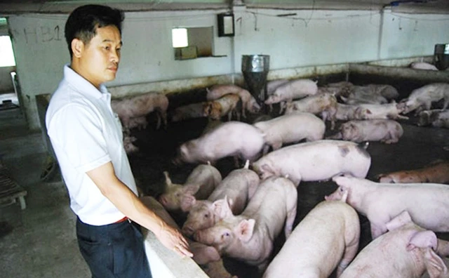 Chăm sóc đàn lợn ở Hợp tác xã Chăn nuôi Cổ Đông, thị xã Sơn Tây (Hà Nội). Ảnh: ANH VIỆT