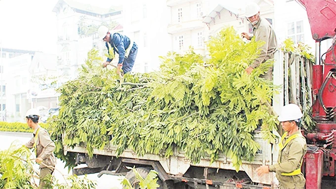 Công nhân Công ty TNHH MTV Công viên cây xanh Hà Nội cắt tỉa cây xanh trên nhiều tuyến phố để bảo đảm an toàn trước ảnh hưởng của bão số 6. Ảnh: QUANG THÁI