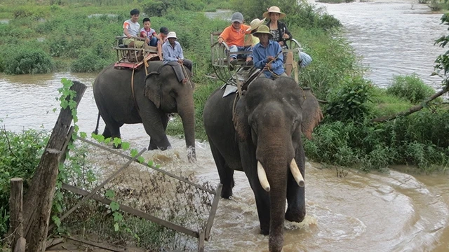 Đàn voi nhà ở Khu du lịch Buôn Đôn hằng ngày “cõng” khách du lịch đến kiệt sức.